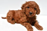 Ruby, a female Miniature Goldendoodle for sale in Baltic, OH – 1 of 8