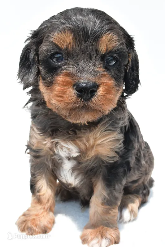 Piper – Cavapoo puppy for sale in Baltic, OH