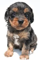 Piper, a male Cavapoo for sale in Baltic, OH – 1 of 8