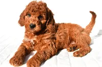 Pumpkin , a male Miniature Goldendoodle for sale in Baltic, OH – 9 of 9