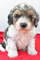 Harper, a male Cavapoo for sale in Baltic, OH – 7 of 8