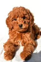 Cinnamon , a male Miniature Goldendoodle for sale in Baltic, OH – 6 of 8