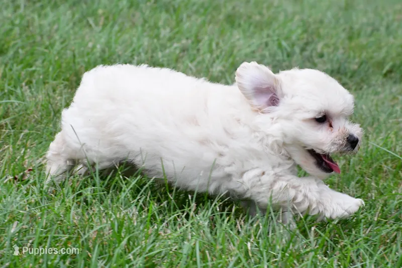 Milo – Maltipoo puppy for sale in Baltic, OH