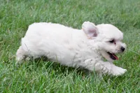 Milo, a male Maltipoo for sale in Baltic, OH – 1 of 8
