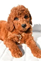 Pumpkin , a male Miniature Goldendoodle for sale in Baltic, OH – 5 of 9