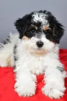 Ginger, a female Miniature Bernedoodle for sale in Baltic, OH – 5 of 9