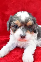 Addie, a female Cavapoo for sale in Baltic, OH – 5 of 6
