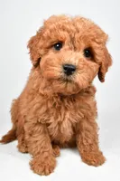 Maisie, a female Miniature Goldendoodle for sale in Baltic, OH – 4 of 5