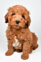 Winston, a male Miniature Goldendoodle for sale in Baltic, OH – 5 of 6