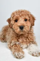 Sophie, a female Bichpoo for sale in Baltic, OH – 9 of 10