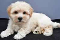 Bella , a male Maltipoo for sale in Baltic, OH – 7 of 7