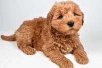Sterling, a male Miniature Goldendoodle for sale in Baltic, OH – 3 of 4