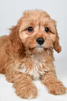 Murphy, a male Cavapoo for sale in Baltic, OH – 1 of 9