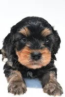 Bacter, a male Cavapoo for sale in Baltic, OH – 2 of 9