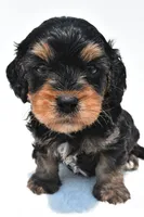 Bacter, a male Cavapoo for sale in Baltic, OH – 3 of 9