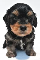 Bacter, a male Cavapoo for sale in Baltic, OH – 5 of 9