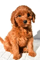 Ellie, a female Miniature Goldendoodle for sale in Baltic, OH – 3 of 9
