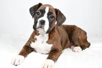 processed/cfc10f68-315f-46a7-8513-a597ad1b79c4/listing/d6b22053-e633-4bec-b8cb-b42562d7ac91/1f7f7690-343a-49bd-8aa0-485af9f3f32e