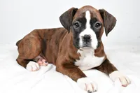 processed/cfc10f68-315f-46a7-8513-a597ad1b79c4/listing/d6b22053-e633-4bec-b8cb-b42562d7ac91/36c234cc-2a9e-41d4-9a62-216048b6fdda