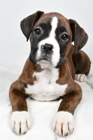 processed/cfc10f68-315f-46a7-8513-a597ad1b79c4/listing/d6b22053-e633-4bec-b8cb-b42562d7ac91/8233b355-4368-4b62-ab7b-f8d7a1cc42a7