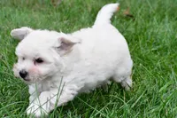 Milo, a male Maltipoo for sale in Baltic, OH – 6 of 8
