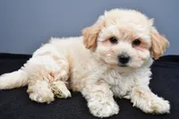 Biscuit , a male Maltipoo for sale in Baltic, OH – 6 of 6