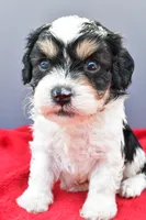 Teddy, a male Cavapoo for sale in Baltic, OH – 9 of 9