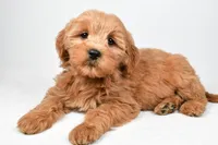 Chloe, a female Miniature Goldendoodle for sale in Baltic, OH – 6 of 6