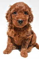 Ruby, a female Miniature Goldendoodle for sale in Baltic, OH – 7 of 8