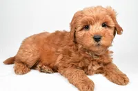 Theo, a male Miniature Goldendoodle for sale in Baltic, OH – 5 of 6