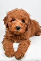 Winston, a male Miniature Goldendoodle for sale in Baltic, OH – 2 of 6