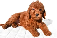 Gracie, a female Miniature Goldendoodle for sale in Baltic, OH – 4 of 6