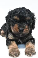 Gracie, a female Cavapoo for sale in Baltic, OH – 7 of 8