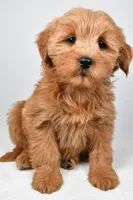 Chloe, a female Miniature Goldendoodle for sale in Baltic, OH – 1 of 6