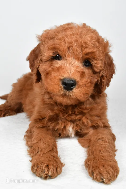Winston – Miniature Goldendoodle puppy for sale in Baltic, OH