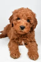Winston, a male Miniature Goldendoodle for sale in Baltic, OH – 1 of 6