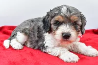 Harper, a male Cavapoo for sale in Baltic, OH – 6 of 8