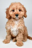 Murphy, a male Cavapoo for sale in Baltic, OH – 3 of 9