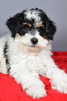 Ginger, a female Miniature Bernedoodle for sale in Baltic, OH – 2 of 9