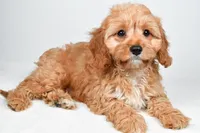 Murphy, a male Cavapoo for sale in Baltic, OH – 4 of 9