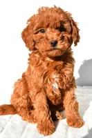 Cinnamon , a male Miniature Goldendoodle for sale in Baltic, OH – 7 of 8