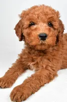Winston, a male Miniature Goldendoodle for sale in Baltic, OH – 3 of 6