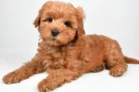 Theo, a male Miniature Goldendoodle for sale in Baltic, OH – 2 of 6