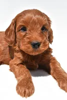 Teddy, a male Miniature Goldendoodle for sale in Baltic, OH – 7 of 8