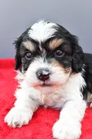 Teddy, a male Cavapoo for sale in Baltic, OH – 6 of 9