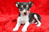 processed/cfc10f68-315f-46a7-8513-a597ad1b79c4/listing/f2ae576f-5187-4ff0-afa1-d4c76973f7ae/c2b2e553-5b79-47d5-b716-ec2cef0c894d