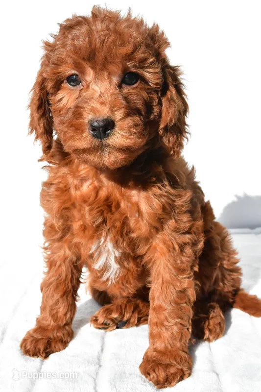 Gracie – Miniature Goldendoodle puppy for sale in Baltic, OH