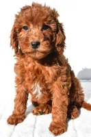 Gracie, a female Miniature Goldendoodle for sale in Baltic, OH – 1 of 6