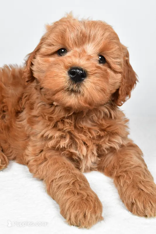 Sterling – Miniature Goldendoodle puppy for sale in Baltic, OH