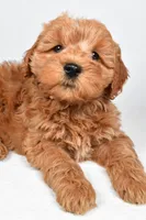 Sterling, a male Miniature Goldendoodle for sale in Baltic, OH – 1 of 4